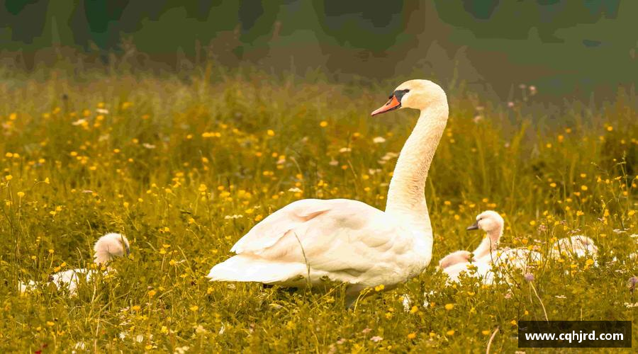 九州酷游bet9平台精彩瞬间，尽在体育